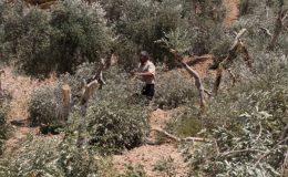 Filistinlilere ait 800 bin zeytin ağacı İsrail saldırılarında yok oldu