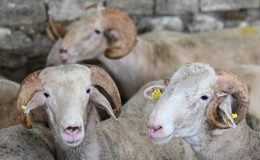 10 soruda vekaletle kurban kesimi