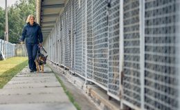 Almanya’yı sokak köpeklerinden kurtaran sistem