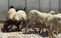 Kudüs, savaşın gölgesinde Kurban Bayramı’na hazırlanıyor
