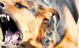 Sıcak havalar köpek saldırılarını tetikliyor